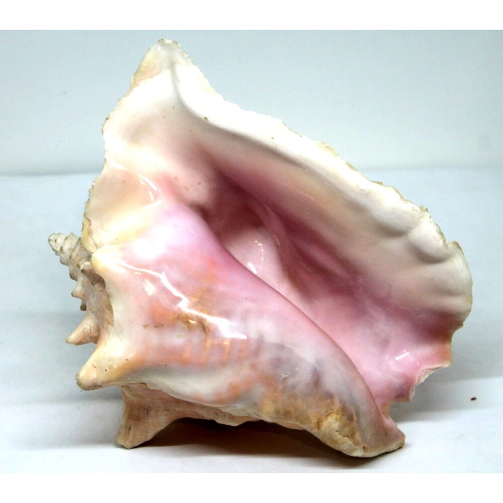 Large Horned Pink King Queen Helmet Conch Sea Shell 9” Giant Pink Blowing Horn